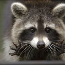 ���� �����, ���, 62 ���� - ��������� 10 ������ 2015 � ������ ���� ����������