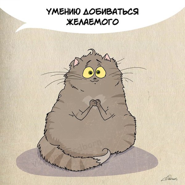 1 марта отмечается День кошек в России :).Нам есть чему поучиться у шерстяных говнюков! - 6
