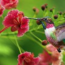 ���� Delaros, �������, 38 ��� - ��������� 1 ������ 2015 � ������ �Hummingbirds�