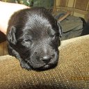 ���� Gulyana, ���������� ����� - ��������� 1 ����� 2015