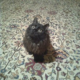 ����, ��������, 62 ����