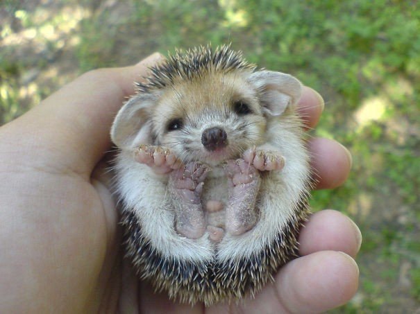 10 �������, ������ ������ :).#animal@travel.blog