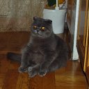 ���� �����, �����, 62 ���� - ��������� 15 ������ 2015