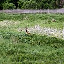 ���� ��������, �������, 75 ��� - ��������� 20 ������ 2015 � ������ �������� ������������