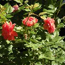 ���� ������, �������� - ��������� 18 ������� 2015 � ������ ���� �����