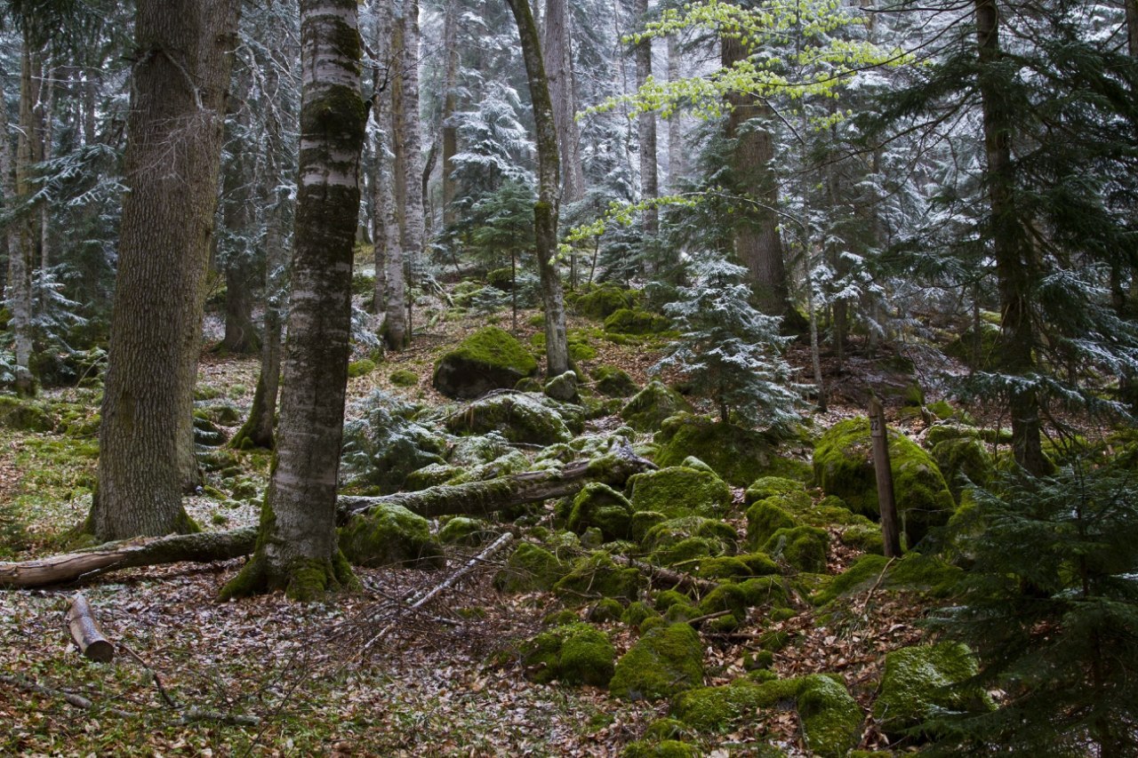 леса кавказа фото