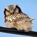 ���� �����, ����������, 40 ��� - ��������� 20 ����� 2015 � ������ ������ ��������