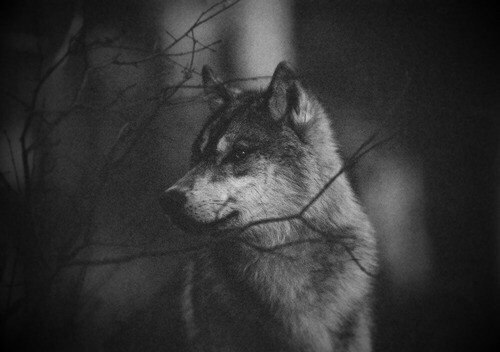 Удачная на днях была охота, Легко нашел я логово волков. Волчицу сразу пристрелил я дробью, Загрыз ...