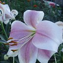 ���� ��������, �����, 53 ���� - ��������� 29 ������� 2014