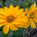  , , 58  -  25  2015     - 