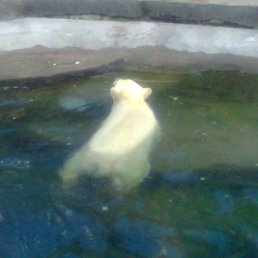 ������, �����������, 38 ���