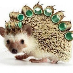 ���� �����, �����������, 61 ��� - ��������� 18 ������ 2015