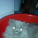 ���� �������, ���������, 58 ��� - ��������� 1 ����� 2015 � ������ ���� ����������