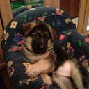 ���� Alexandr, �����-���������, 45 ��� - ��������� 11 ������� 2015 � ������ �����