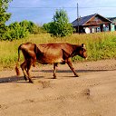 ���� ������, �����-���������, 55 ��� - ��������� 31 ������ 2015 � ������ ���� ����������