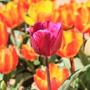  , , 60  -  13  2015      11.04.15.