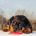 ���� - Inferno, ������ - ��������� 21 ������ 2015 � ������ ���� ���� ������ � �����, ���...�