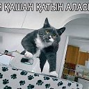 ���� �������, �����, 34 ���� - ��������� 15 ����� 2015 � ������ ������ ��������