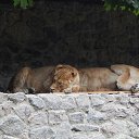 ���� ����, �����������, 40 ��� - ��������� 16 ������ 2015