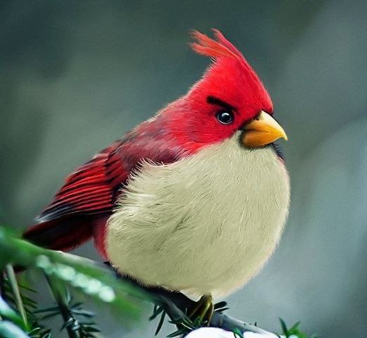  Angry Birds - 6