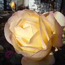 ���� �������, ������, 71 ��� - ��������� 27 ������ 2015 � ������ ���� ����������