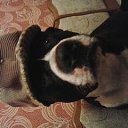  , , 42  -  6  2015     )))