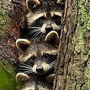 ���� ������, �����, 69 ��� - ��������� 8 ������� 2015 � ������ �������