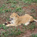 ���� �������, �����, 53 ���� - ��������� 21 ������ 2015 � ������ ������ ��������