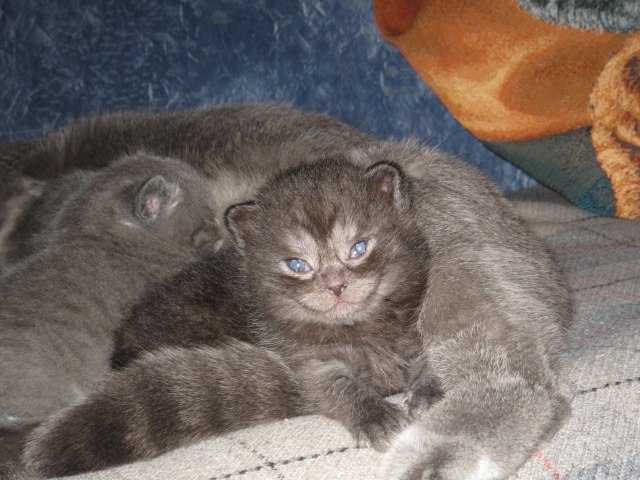 ������-����