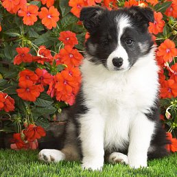 �����, ������������, 56 ���