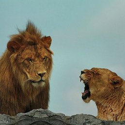 �����, �����������, 51 ���