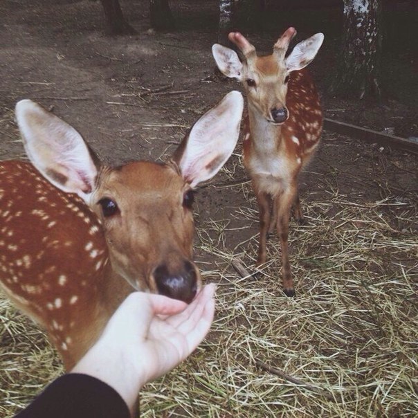 tumblr - 5  2015  12:50