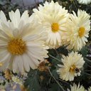 ���� �������, ������, 71 ��� - ��������� 27 ������ 2015 � ������ ���� ����������