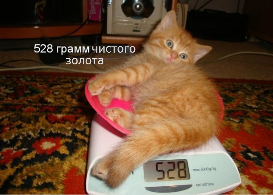 Кот 50 кг. Толстый кот с подписью. Котик на весах. Прикольные коты с подписями. Смешной кот с подписью.