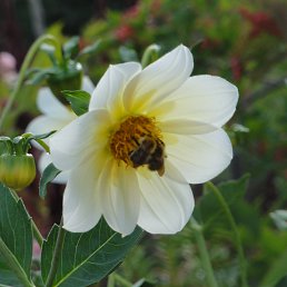 �����, �������, 42 ����