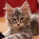  , , 59  -  4  2015   Maine Coon collektion