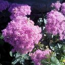 ���� �� ������� ������