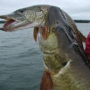 ���� ����� �����������, �����, 47 ��� - ��������� 10 ����� 2015 � ������ ���� ����������