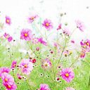 ���� Amina, ���� - ��������� 4 ������ 2015 � ������ �Avataria�