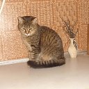 ���� �����, ��������, 51 ��� - ��������� 1 ������ 2015 � ������ ������ ��������