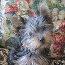 ���� ������, �����-��������� - ��������� 23 ������� 2015 � ������ ���� ����������