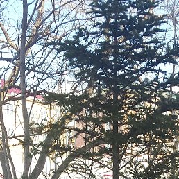 ���������, �����������, 39 ���