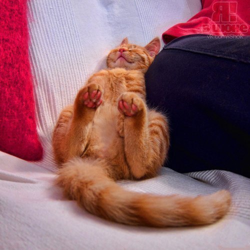 ��� �������� ������������