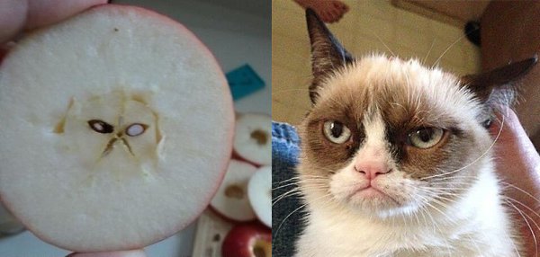Наткнулась в интернете на яблоко, которое напомнило Grampy cat. Сделала коллаж х)