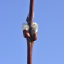 ����� �� ������� ���� ����������