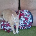 ���� Z����, �����������, 54 ���� - ��������� 17 ������ 2015 � ������ ���� ����������