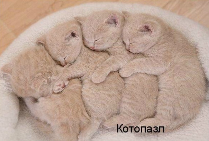 оригинальный пазл кошка. деревянный пазл кот. пазл "смайл-декор. пазл «котенок». кото пазл.