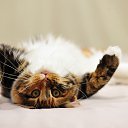 ���� �����, �����������, 55 ��� - ��������� 30 ����� 2015 � ������ ������ ��������