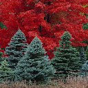 ���� ������, ���� - ��������� 10 ������ 2015 � ������ ������ ��������