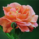 ���� �����, ����� - ��������� 3 ������ 2015 � ������ ������ ��������